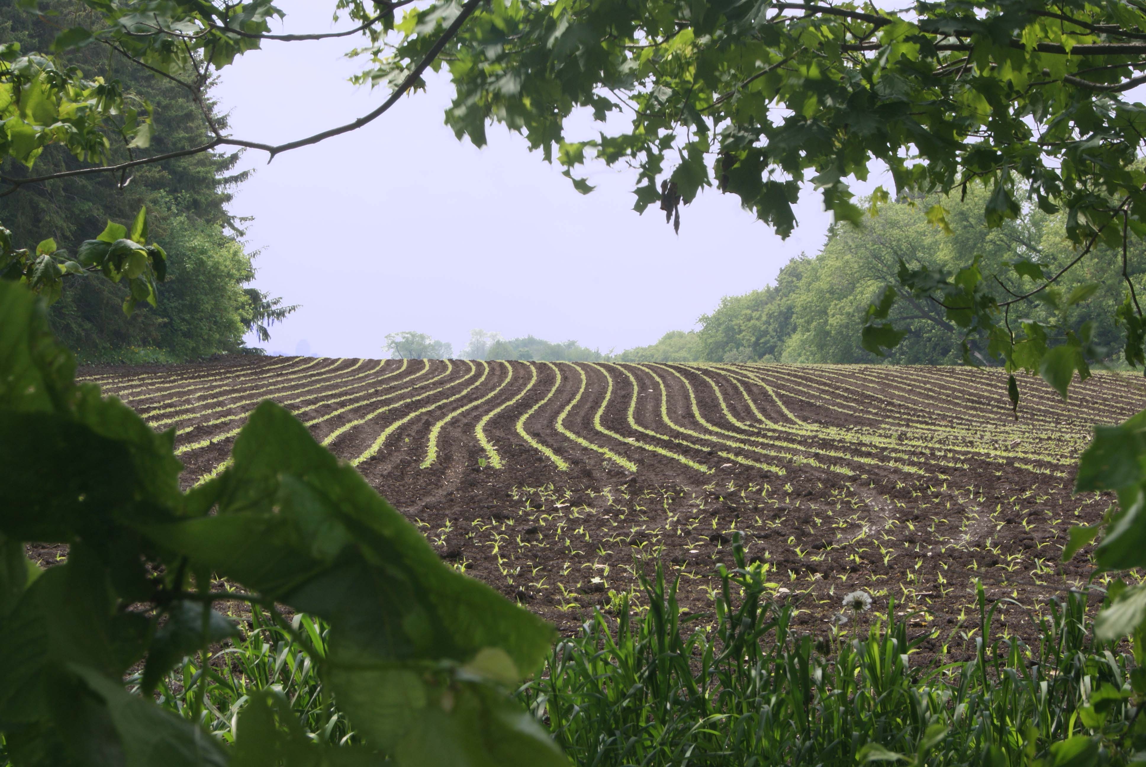 Corn Field